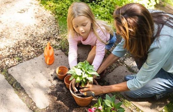 Gardeners forced to stay in the UK are turning to exotic plants