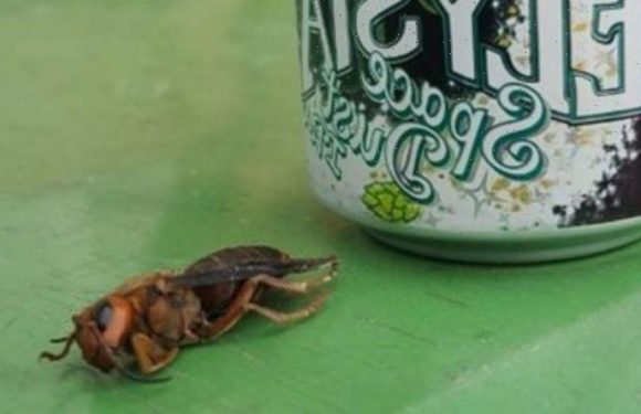 Giant murder hornet discovered in Washington – experts’ warning