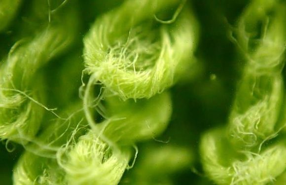 Levels of 'harmful' microplastics 45x higher INSIDE homes than outside