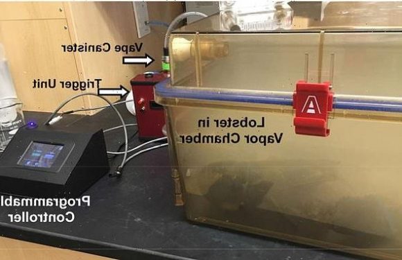 Lobsters are given CANNABIS to see if it reduces pain when boiled