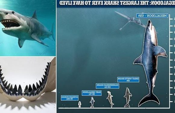 Megalodon sharks were BIGGER than previously thought at 'up to 65ft'
