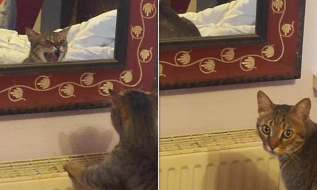Moment cat hisses at his reflection after mistaking it for a rival