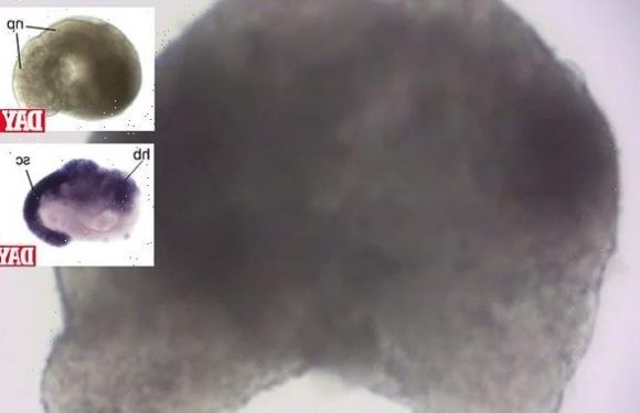 Mouse embryo with beating heart is grown in a lab using stem cells