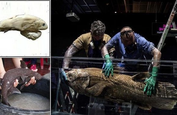 Mysterious 'living fossil' coelacanth fish 'can survive for 100 YEARS'