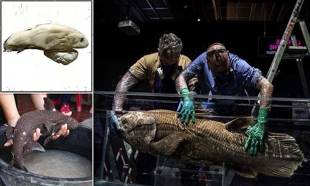Mysterious 'living fossil' coelacanth fish 'can survive for 100 YEARS'