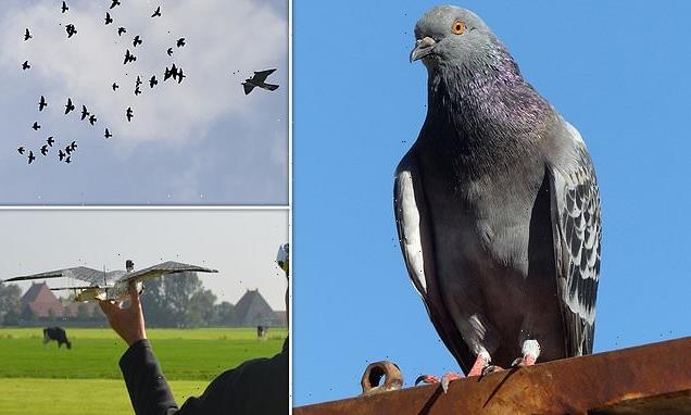 Pigeons flock together in presence of predators, study shows
