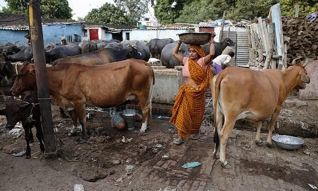 Police hunt thieves who stole a tonne of COW DUNG from Indian village