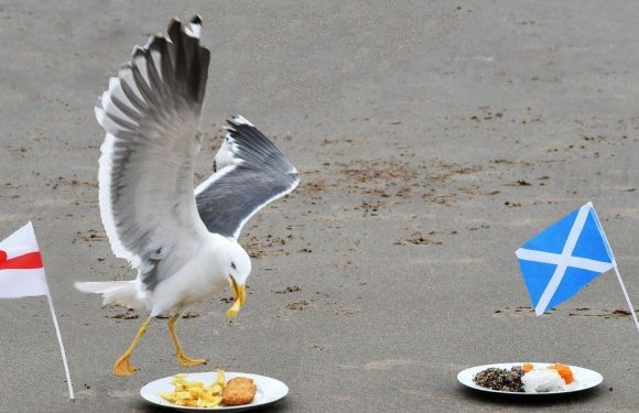 Psychic seagull Sid backsEngland to beat Scotland in Euro 2020 Battle Of Britain