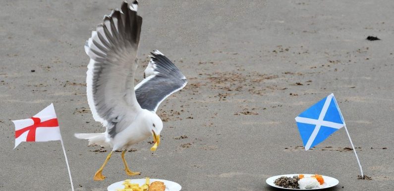 Psychic seagull Sid backsEngland to beat Scotland in Euro 2020 Battle Of Britain