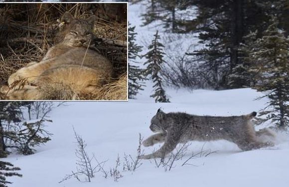 Scientists used Fitbits, spy mic to listen to the Canadian Lynx hunt