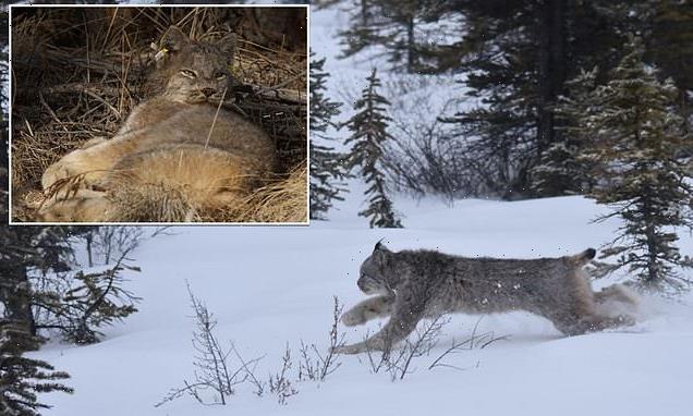 Scientists used Fitbits, spy mic to listen to the Canadian Lynx hunt
