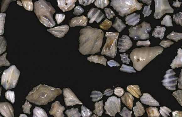 Sharks almost disappeared 19 million years ago, study finds