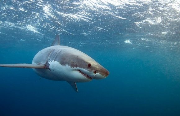 Sightings of 'juvenile' great white sharks increase off California coastline
