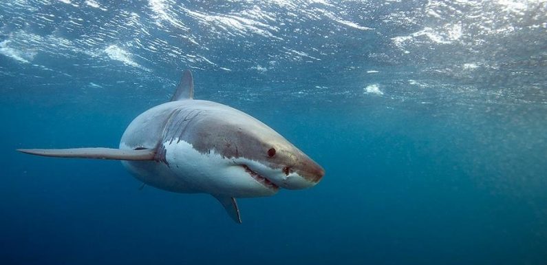 Sightings of 'juvenile' great white sharks increase off California coastline