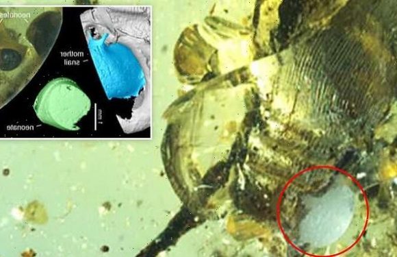 Snail fossilized in amber while giving birth 99 million years ago