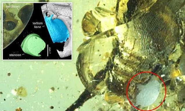 Snail fossilized in amber while giving birth 99 million years ago