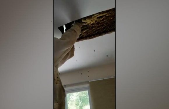 South African honeybee has cloned itself millions of times, study says