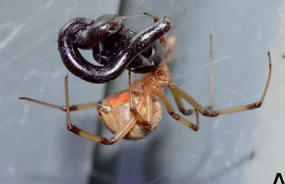 Spiders are eating snakes all over the planet, shocking study says