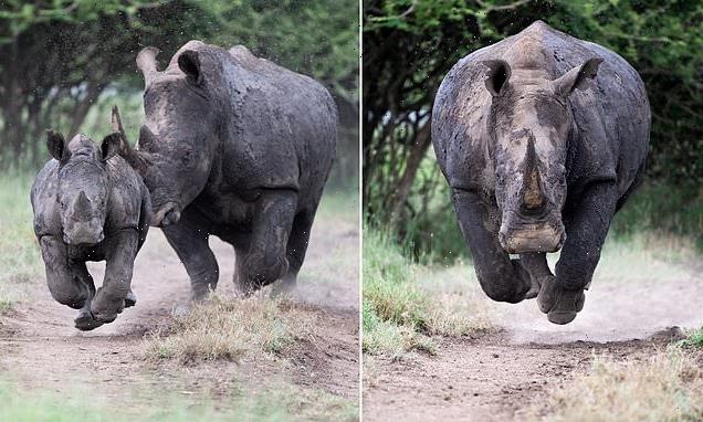 Terrifying moment rhinoceros charges straight at a photographer