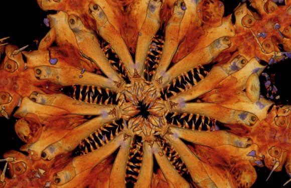 These Brittle Stars Have Thousands of ‘Pig Snouts’ on Each Arm