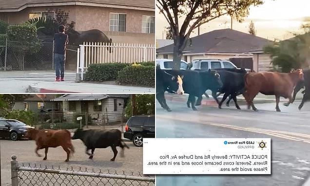 Three dozen cows stampede through California neighborhood