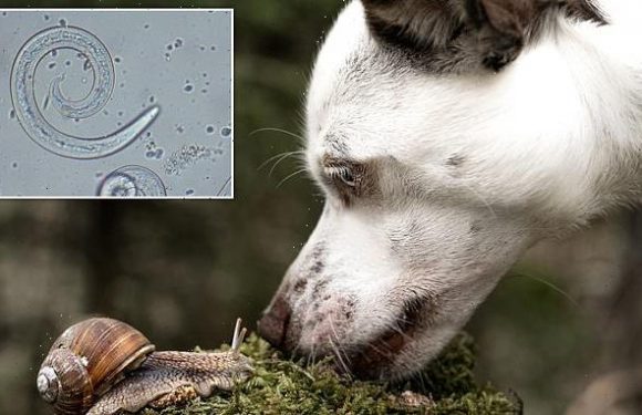 Vets warn of a surge in potentially-fatal lungworm in dogs