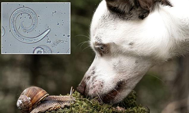 Vets warn of a surge in potentially-fatal lungworm in dogs