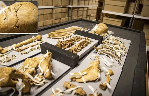 Viking relatives reunited after 1,000 years following massacre