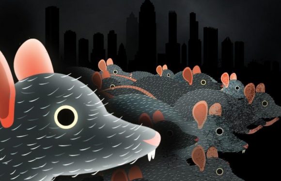 Why cities can't get rid of rats
