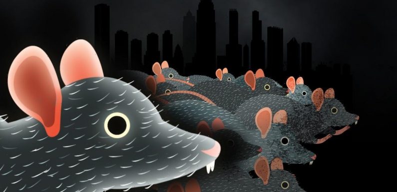 Why cities can't get rid of rats