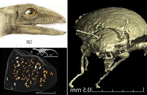 World's oldest beetles found in fossil faeces of a primitive dinosaur