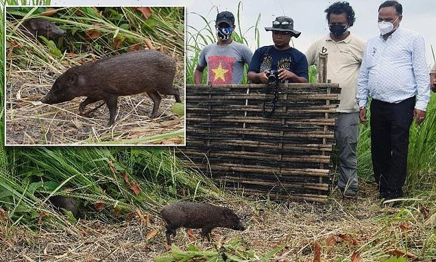 World's smallest hog is reintroduced in the wild in India