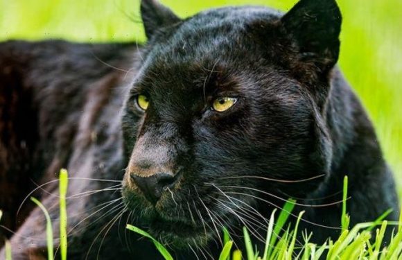 Big cat ‘sighting’: CCTV captures suspected beast ‘walking like a lion’ several times