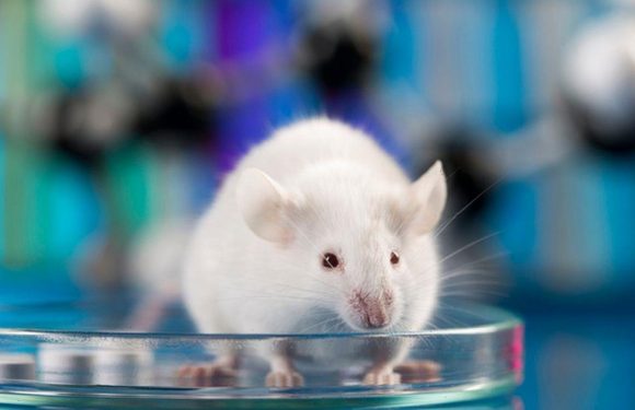 Boffins grow mouse embryo on lab dish in ‘major step’ for organ transplants