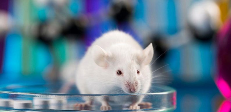 Boffins grow mouse embryo on lab dish in ‘major step’ for organ transplants