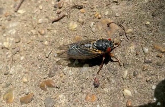 Brood X cicadas are gone: When will they reemerge?