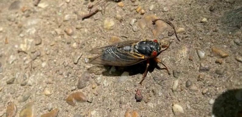 Brood X cicadas are gone: When will they reemerge?