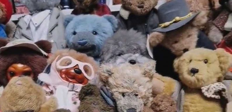 Can you spot the REAL dog hiding from his owner among this collection of teddy bears?