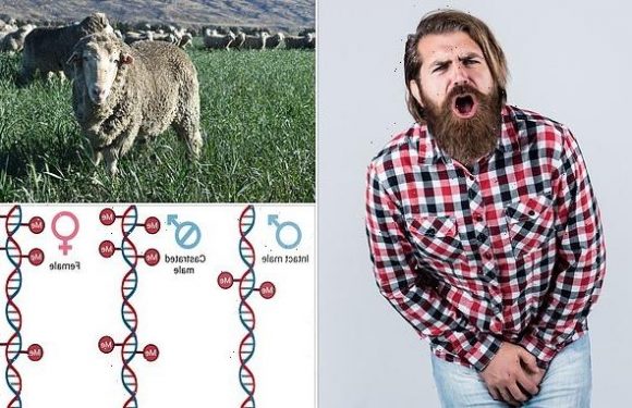 Castration could help men to live LONGER, sheep study suggests