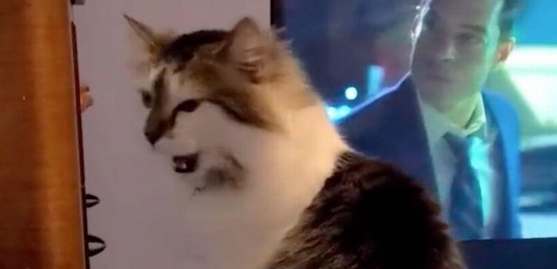 Cat ‘stroked by ghost’ as moggy behaves like he’s being petted by invisible hand