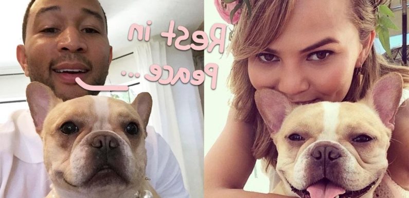 Chrissy Teigen & John Legend Say Goodbye To Dog Pippa In Emotional Tributes