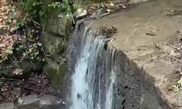 Clip shows adorable moment ducklings follow mother down a waterfall