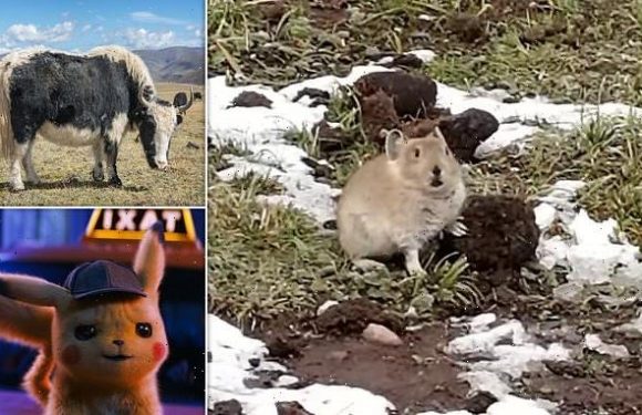Cute pikas feast on YAK FAECES to survive winters without hibernation
