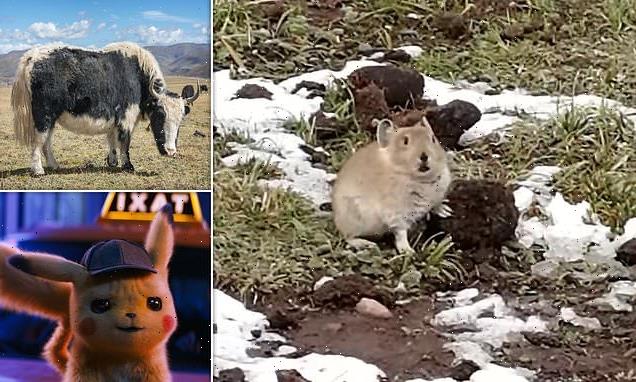 Cute pikas feast on YAK FAECES to survive winters without hibernation