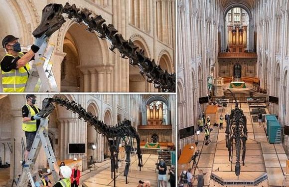 Dippy the 'people's dinosaur' hits Norwich Cathedral