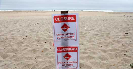 Don’t Call Them ‘Shark Attacks,’ Scientists Say
