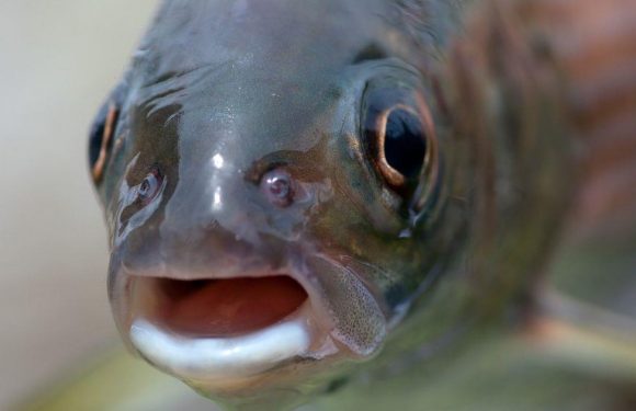 Fish becoming meth heads as humans keep flushing drug down toilets, study says