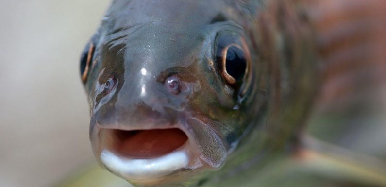 Fish becoming meth heads as humans keep flushing drug down toilets, study says