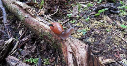 How Do You Solve an Extinction Mystery? Put a Tiny Computer on a Snail.