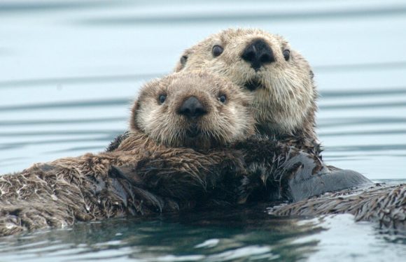 It’s Cold in the Ocean but It’s Hotter Inside Every Sea Otter
